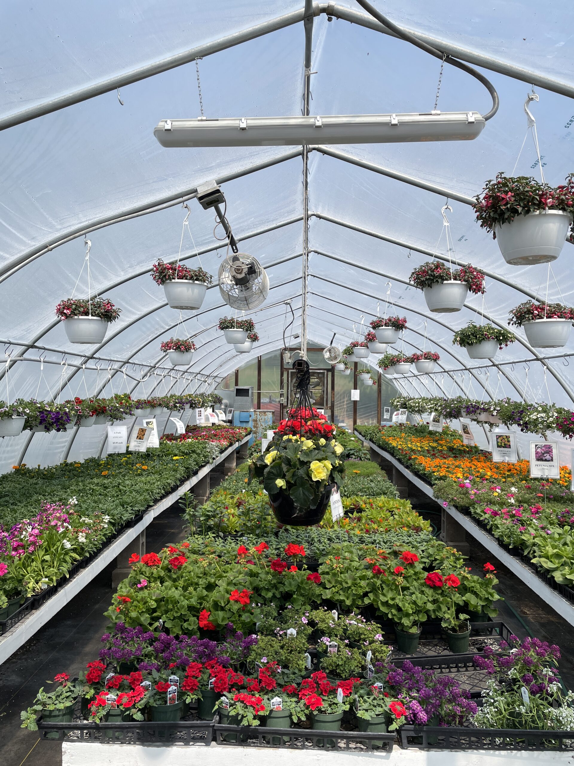 A wide shot looking down three rows of tables in a greenhouse. There are many colourful plants on the tables and in hanging baskets attached to the roof.